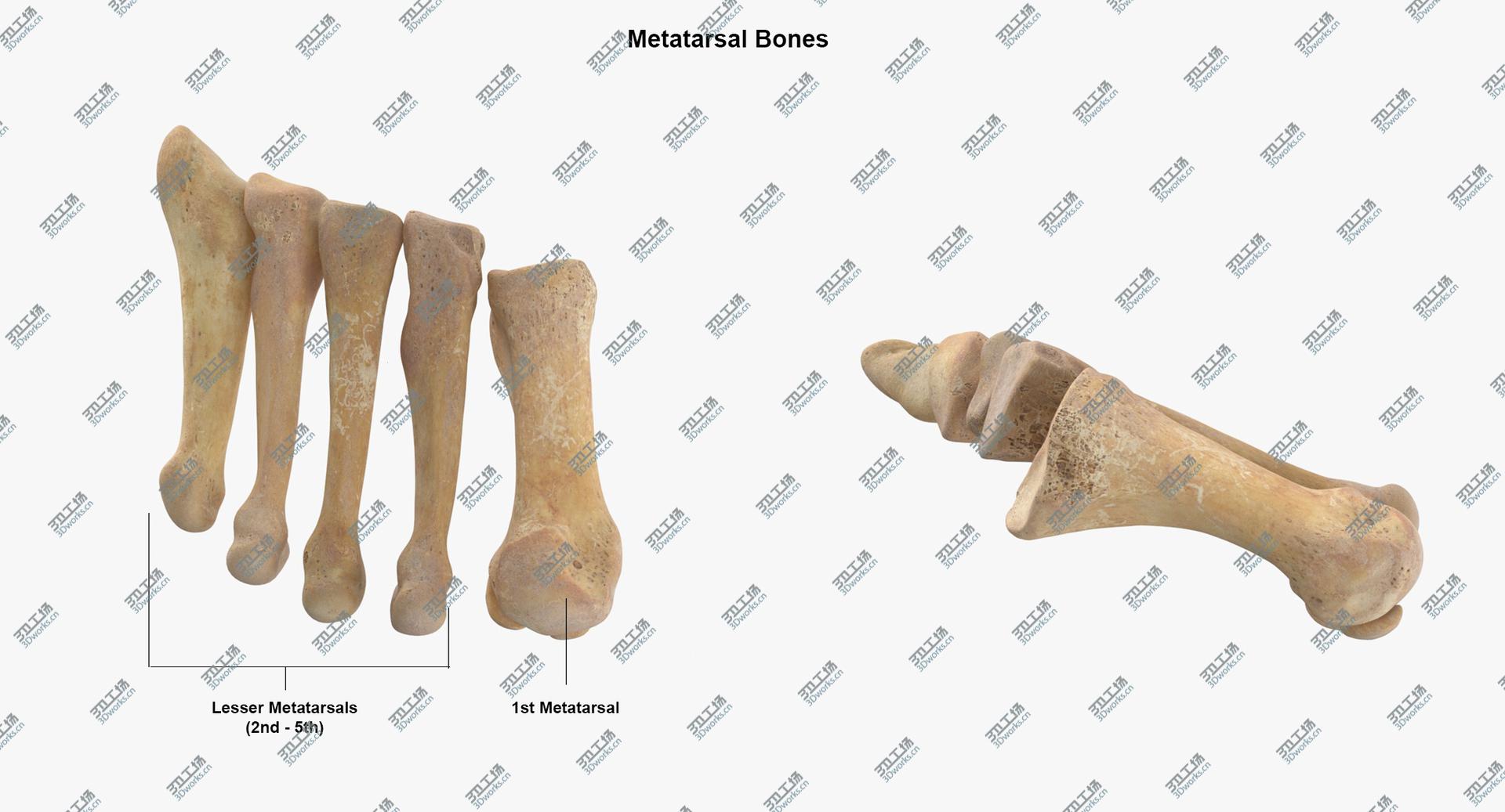 images/goods_img/2021040234/Real Human Foot Bones Anatomy 01 3D model/5.jpg